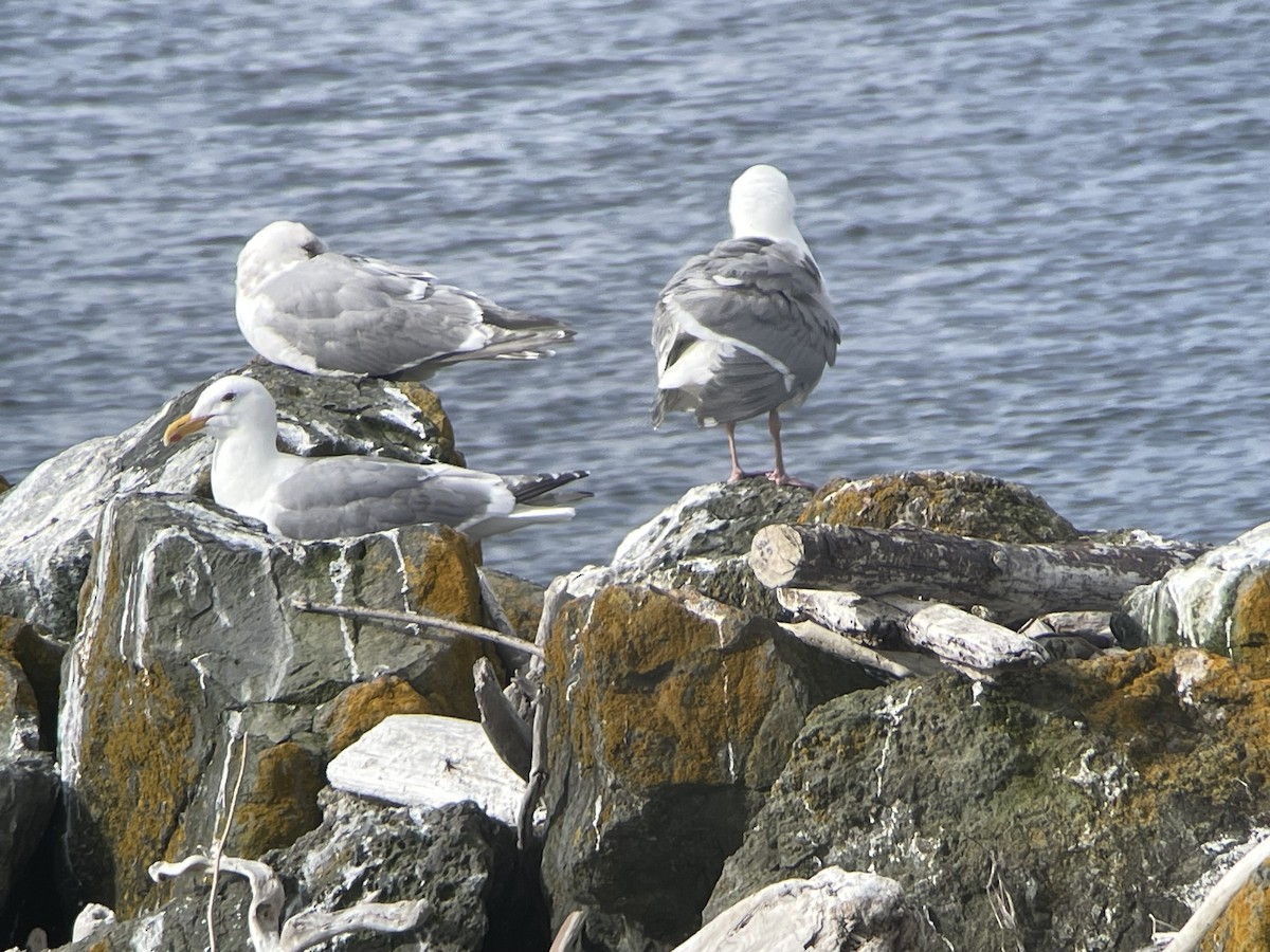 Glaucous-winged Gull - ML586487601