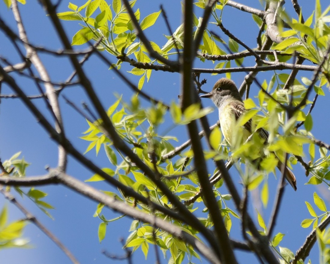 Great Crested Flycatcher - ML58648791