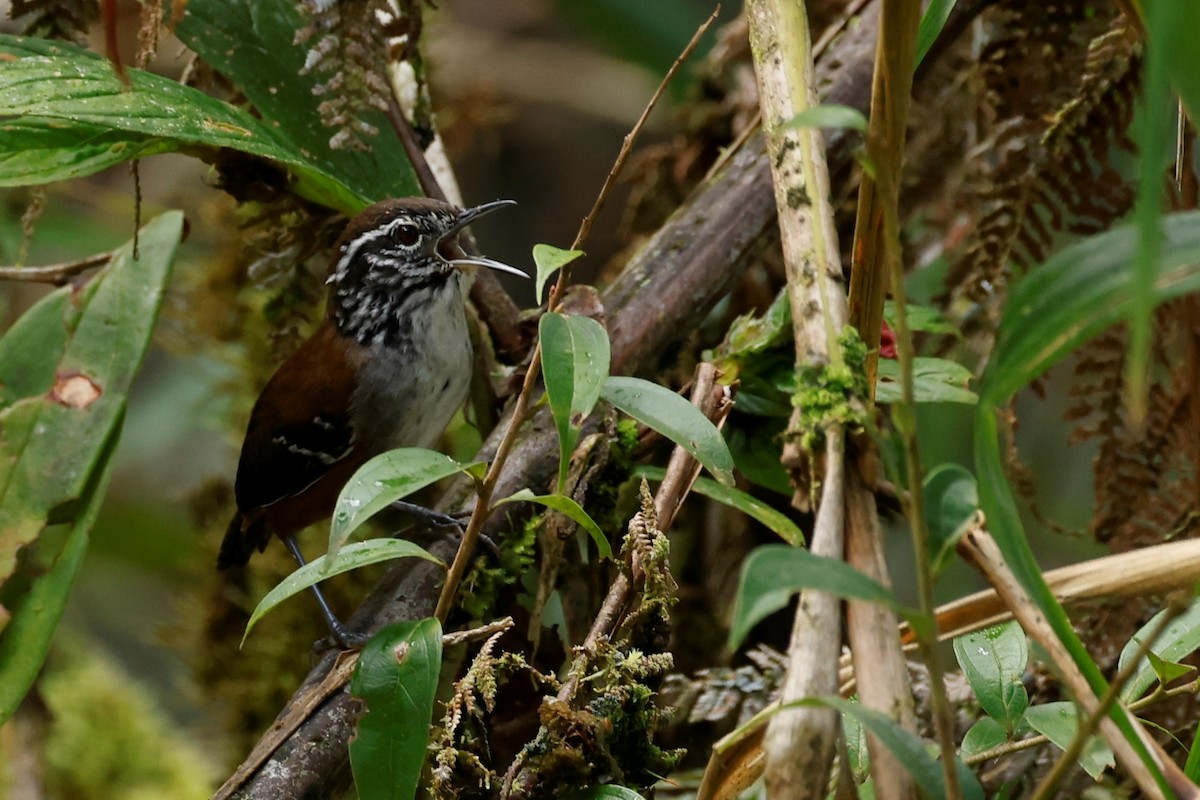 Bar-winged Wood-Wren - ML586488271