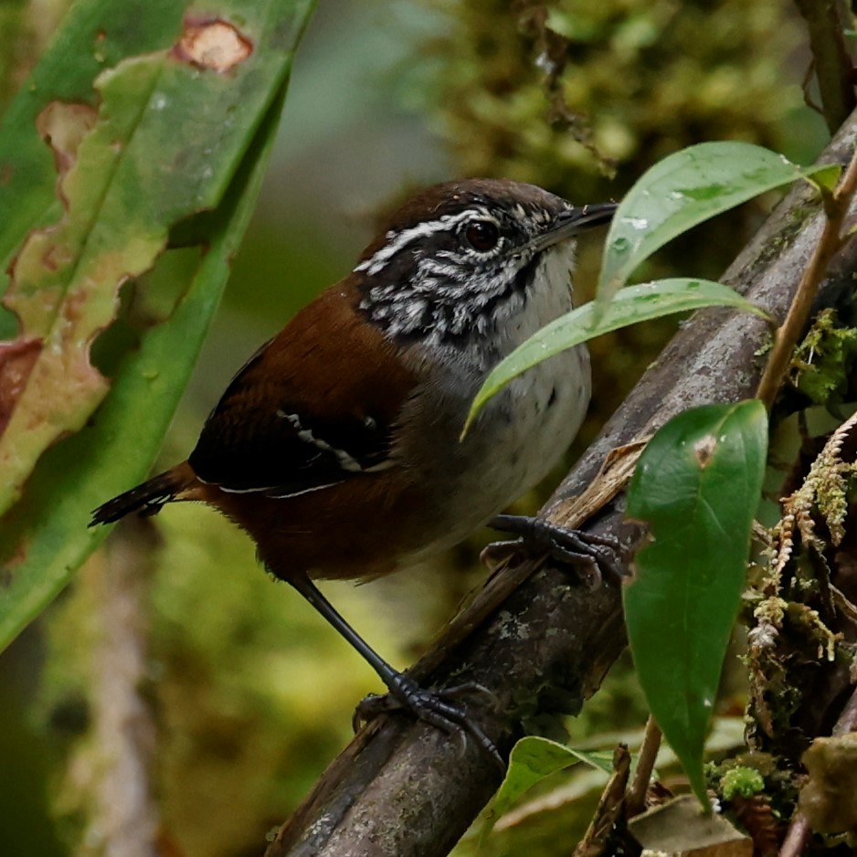 Bar-winged Wood-Wren - ML586488281