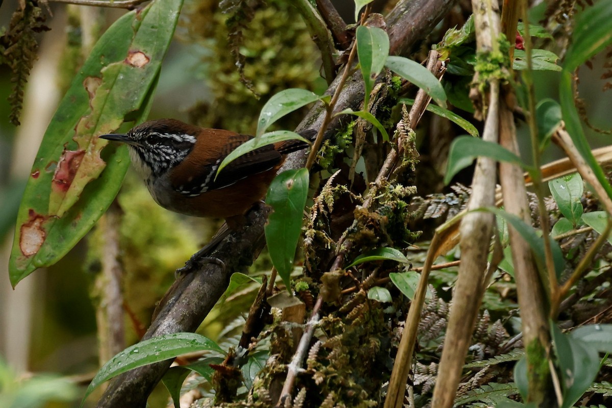 Bar-winged Wood-Wren - ML586488291