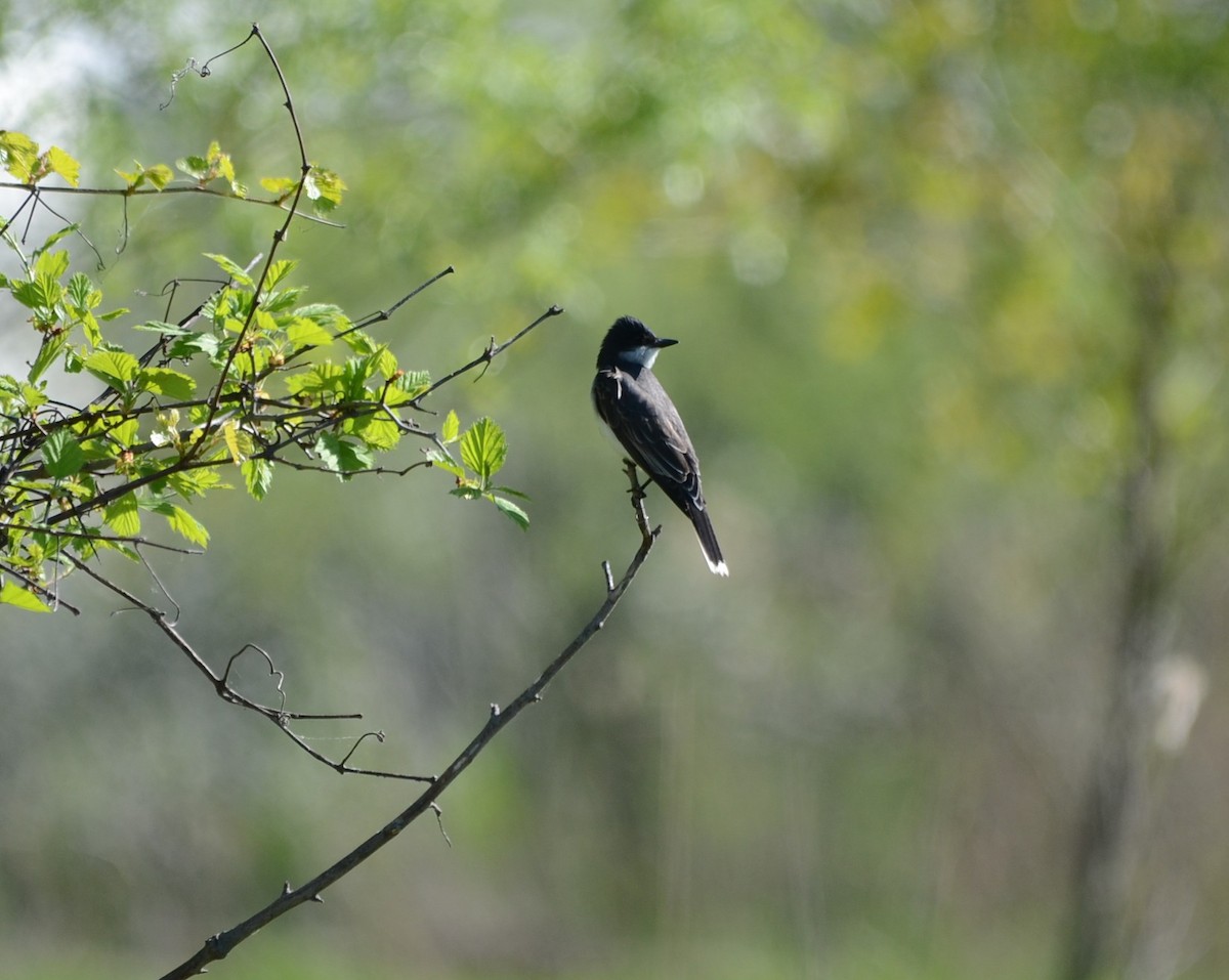 Eastern Kingbird - ML58648851