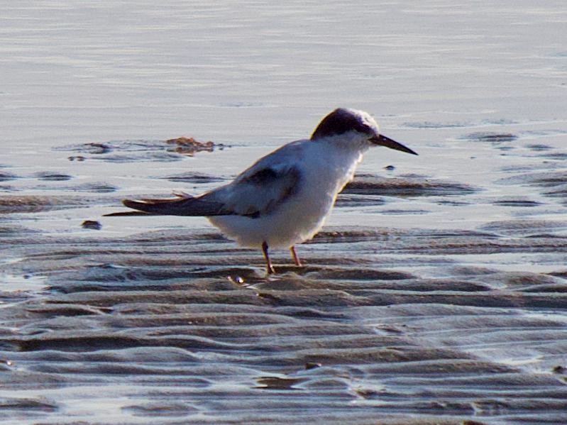 Little Tern - ML586488571