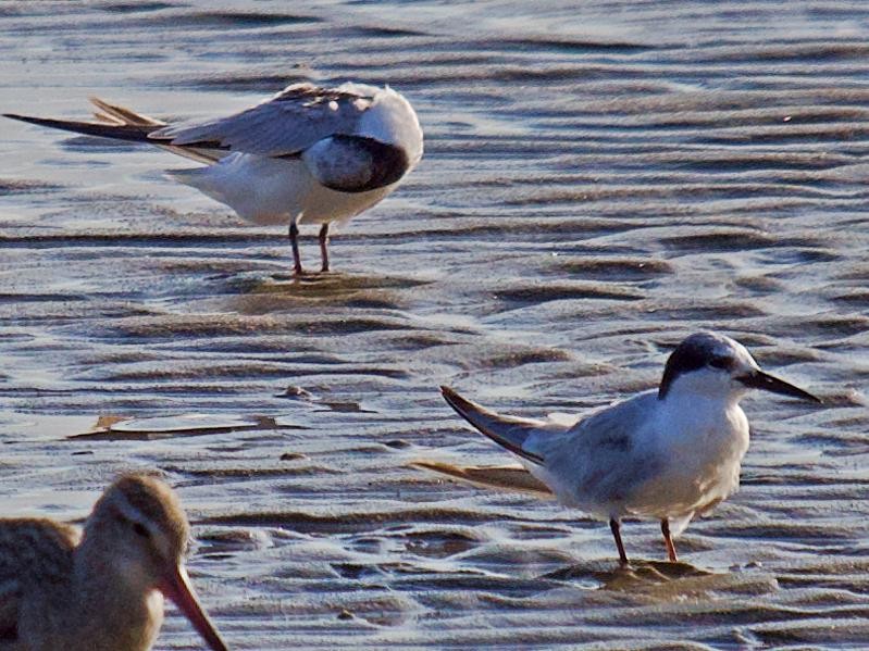 Little Tern - ML586488581