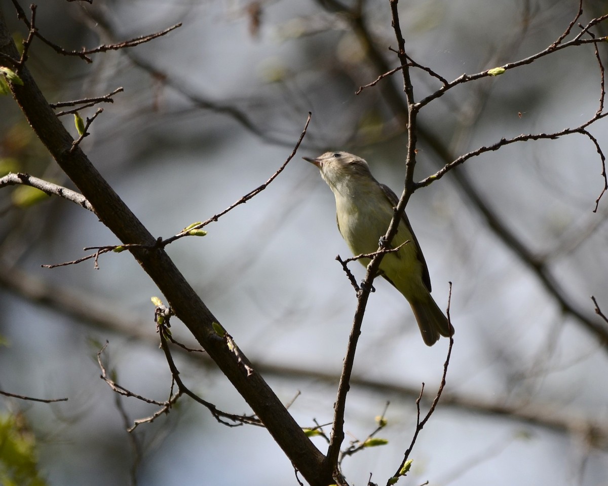 Warbling Vireo - Monique Maynard