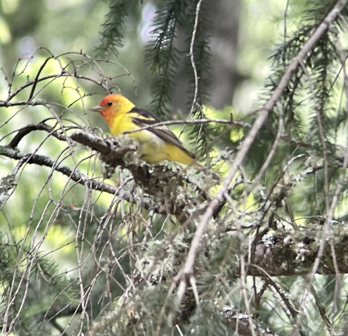 Western Tanager - ML586489271