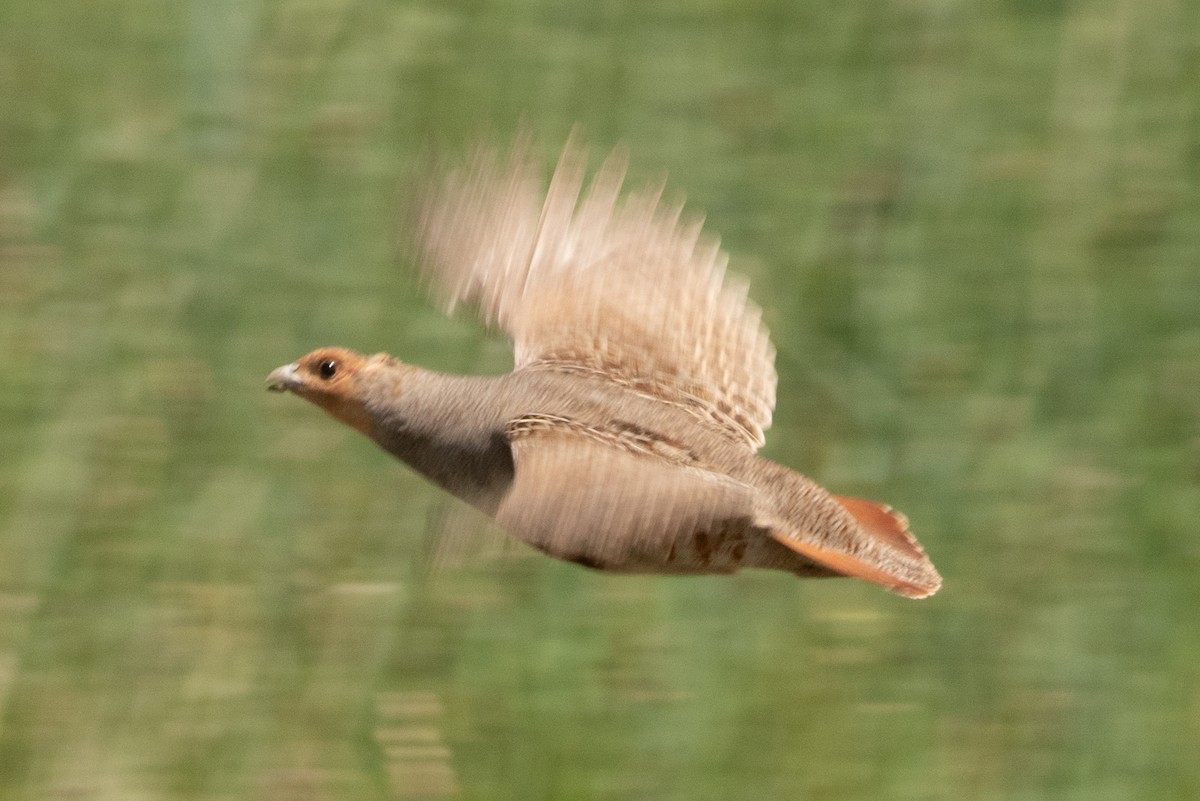 Gray Partridge - ML586489361