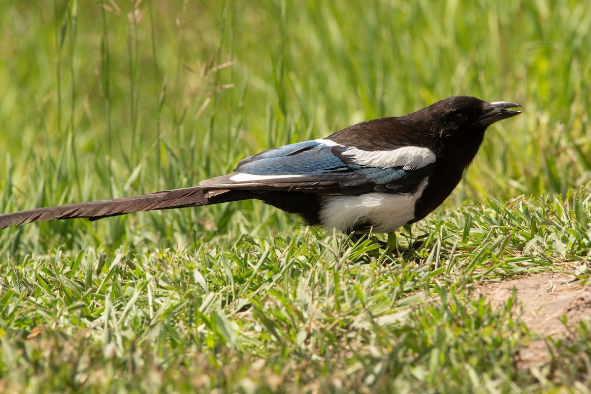 Black-billed Magpie - ML586489371