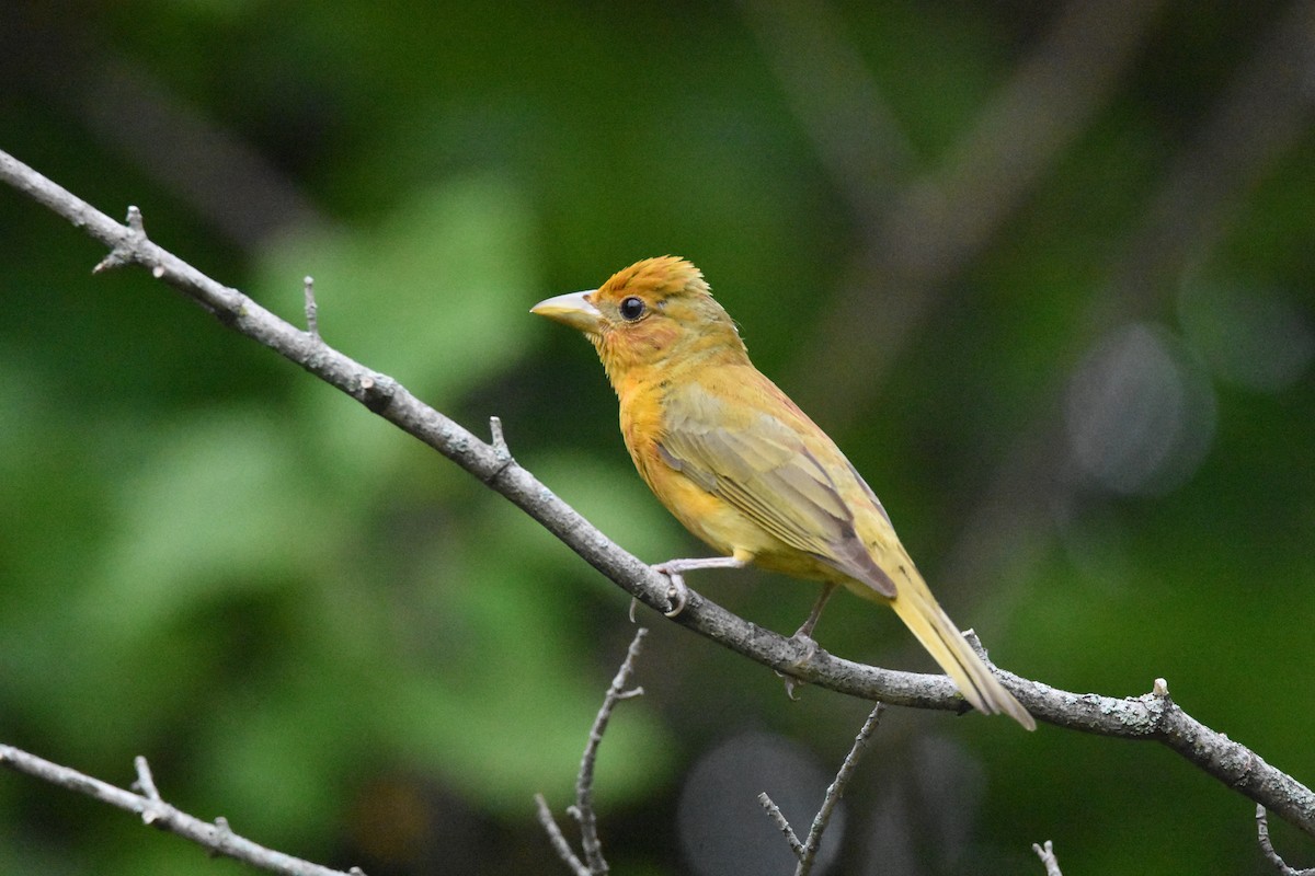 Summer Tanager - ML586489511