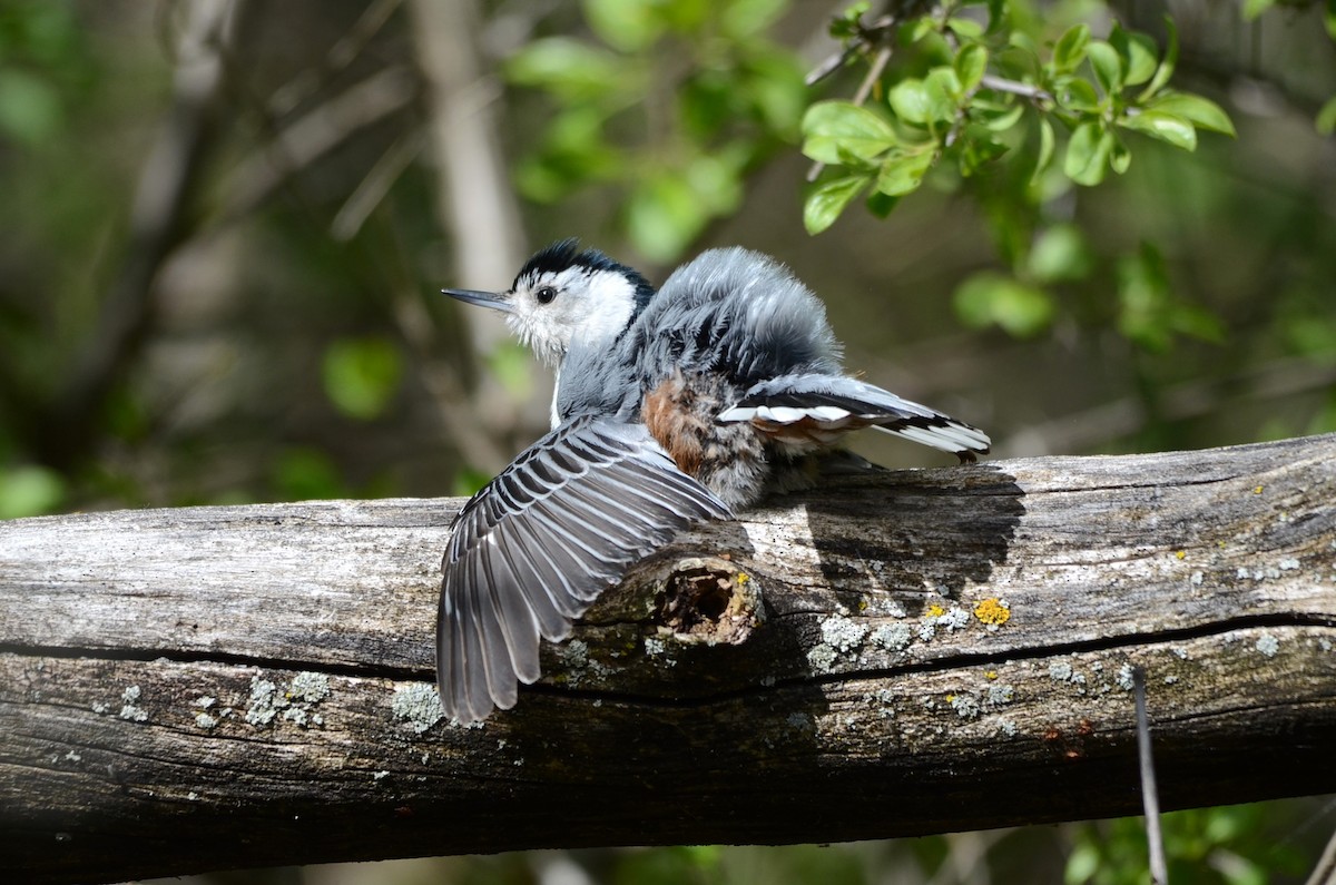 White-breasted Nuthatch - ML58649061