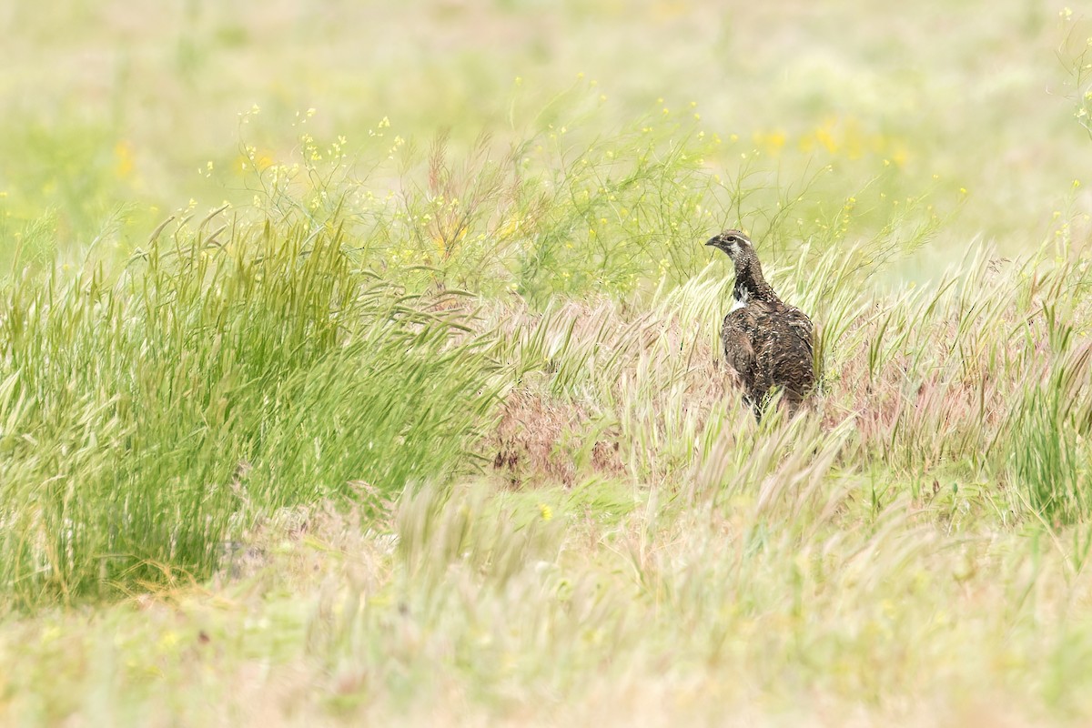 Greater Sage-Grouse - Connor Cochrane