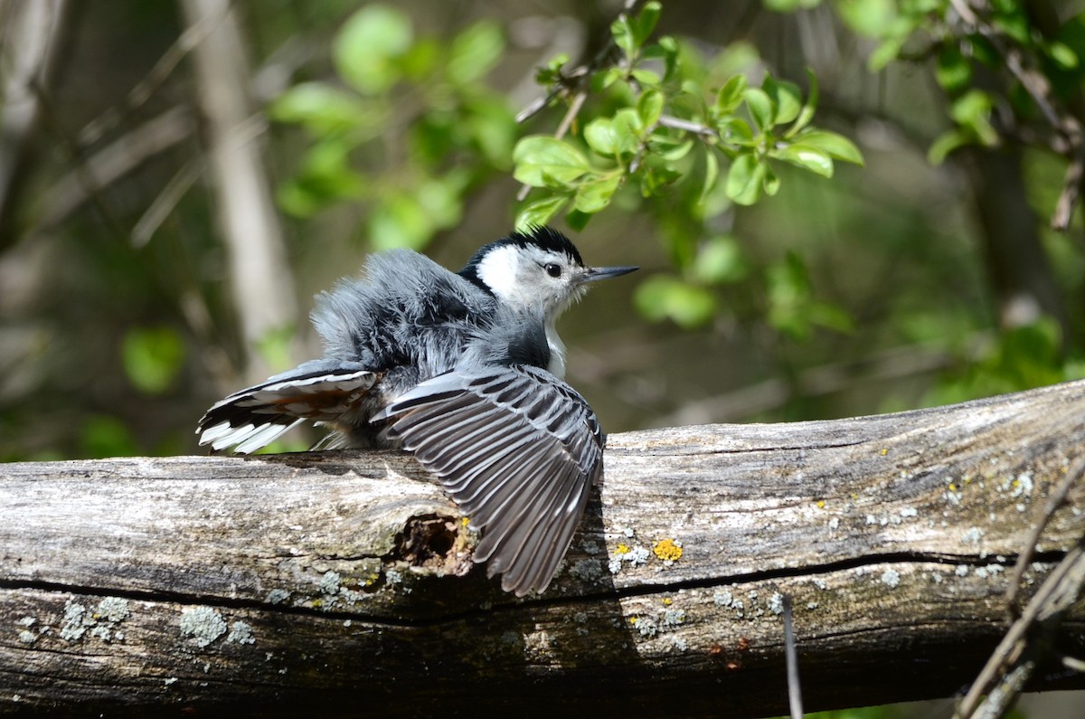 White-breasted Nuthatch - ML58649141