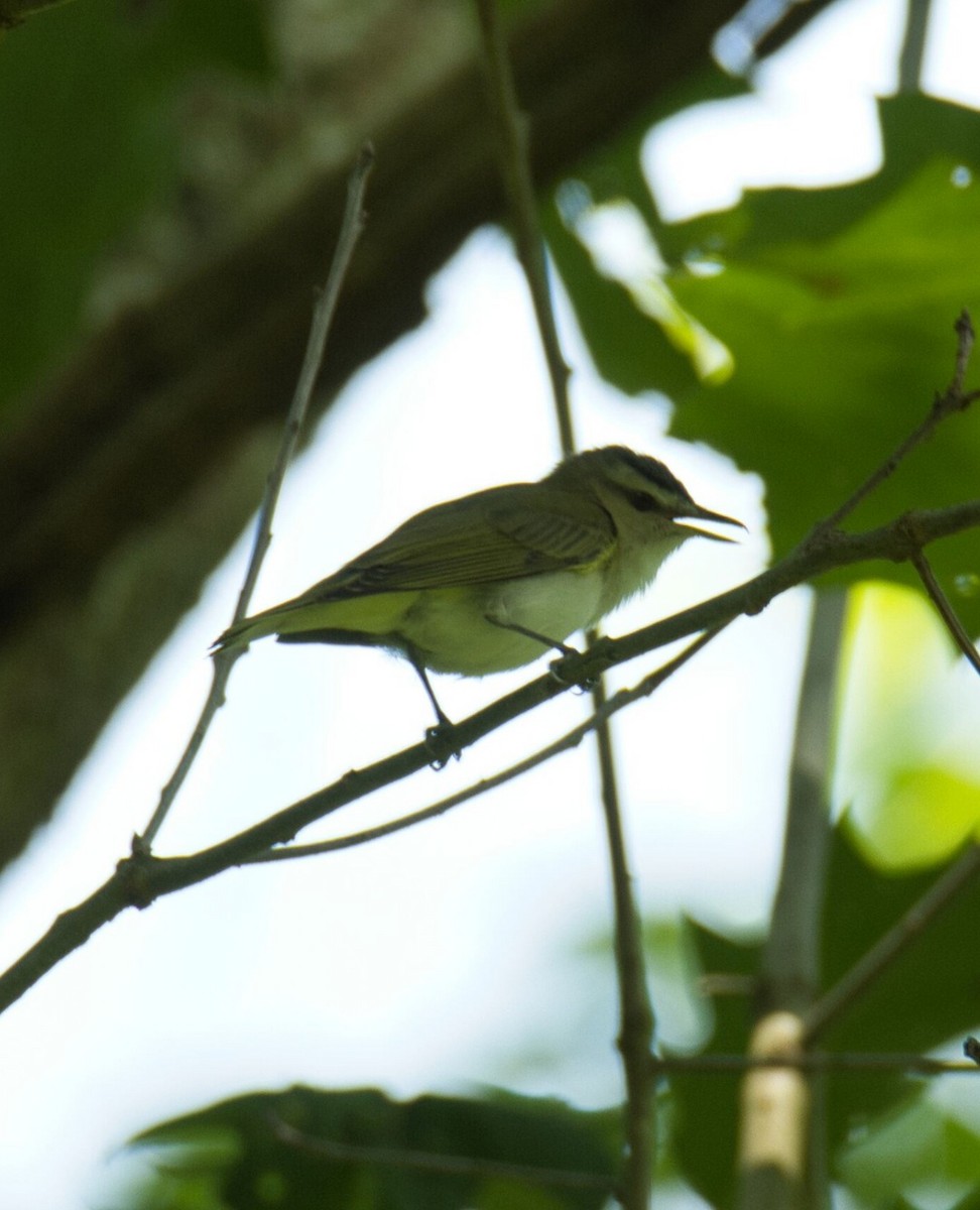 Red-eyed Vireo - ML586492281