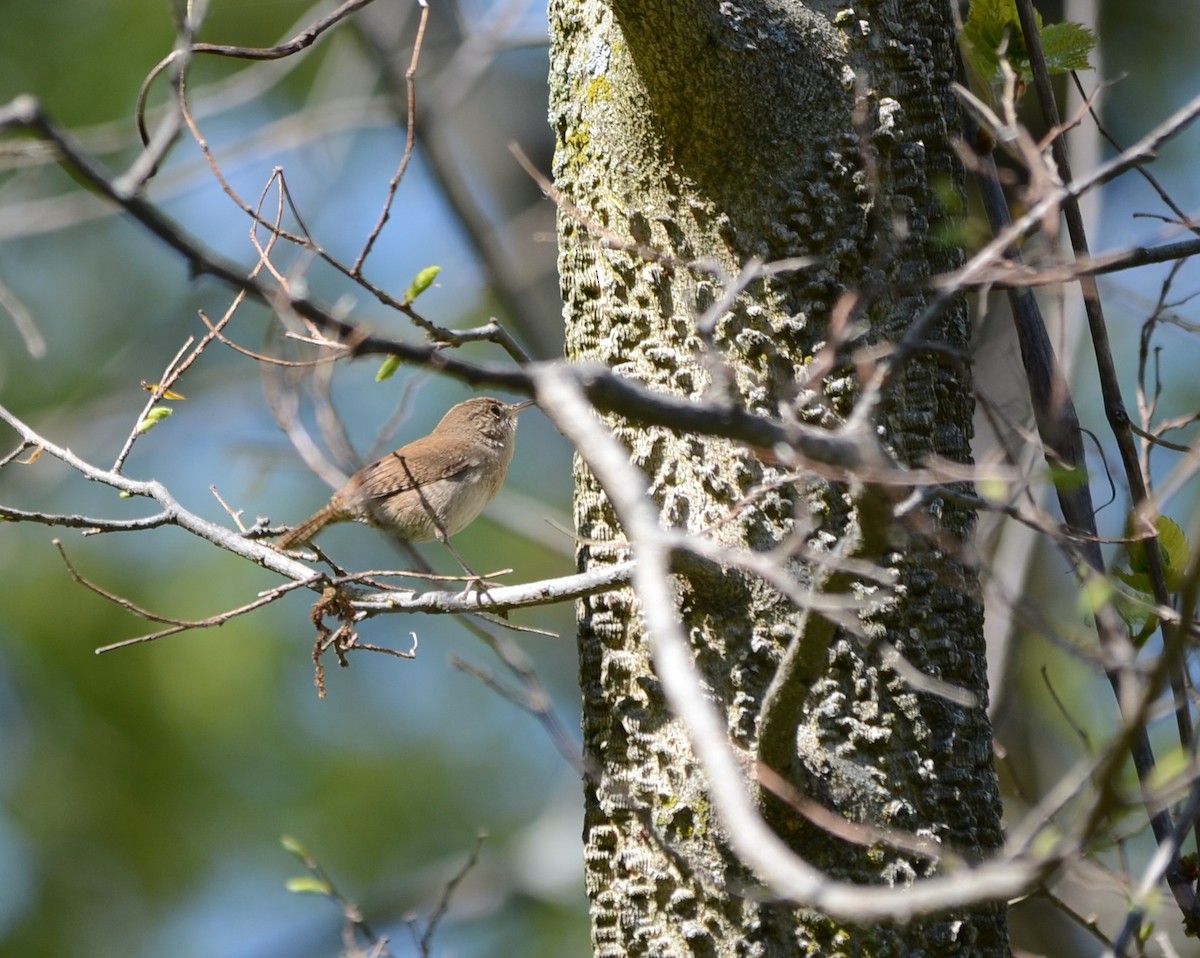 House Wren - ML58649231