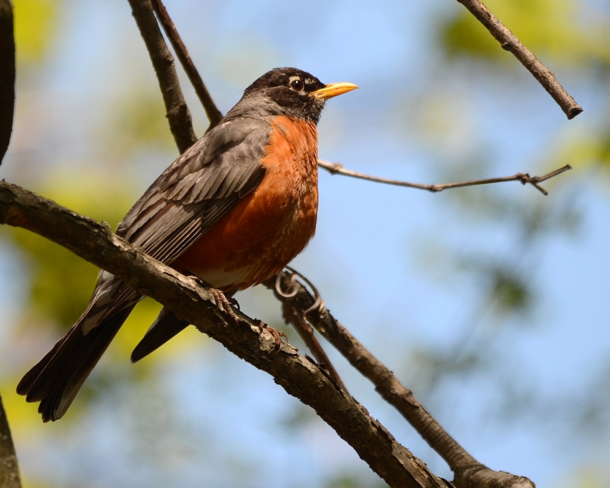 American Robin - ML58649251