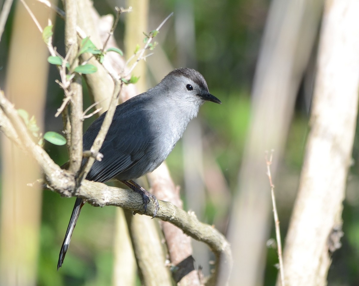 Gray Catbird - ML58649271