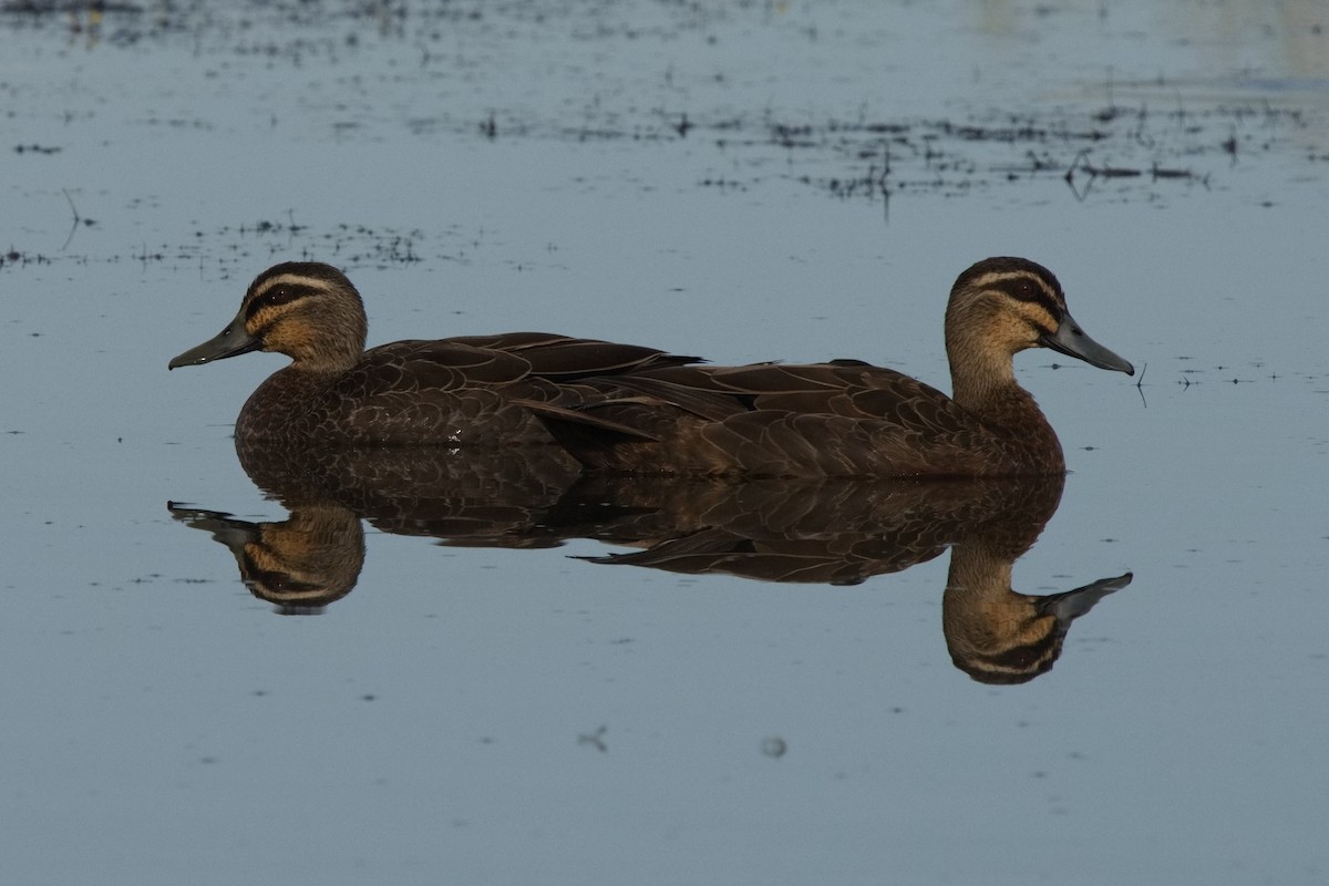 Pacific Black Duck - ML586492751