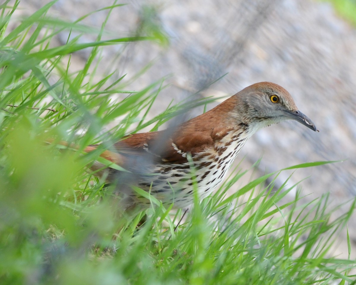 Brown Thrasher - ML58649291