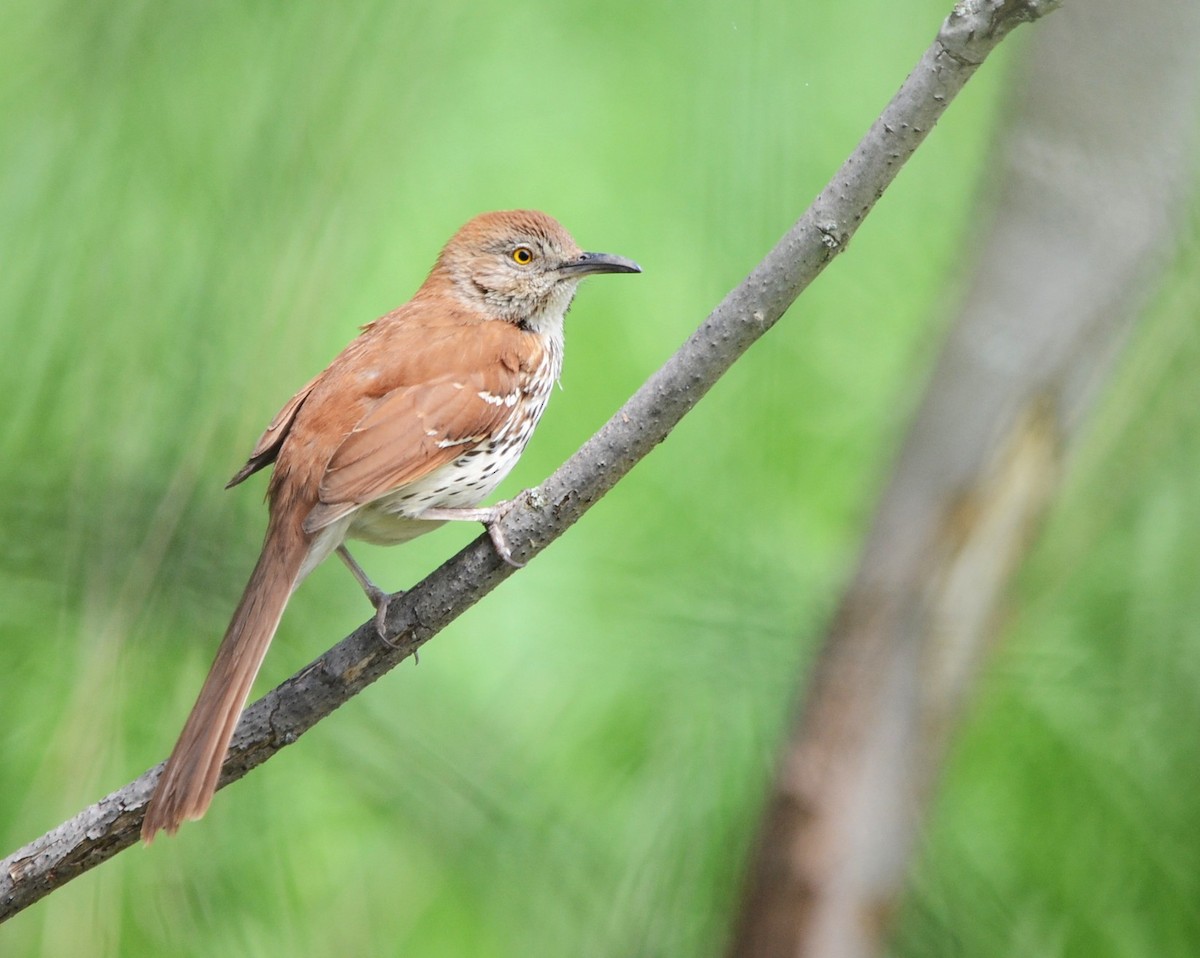 Brown Thrasher - ML58649301