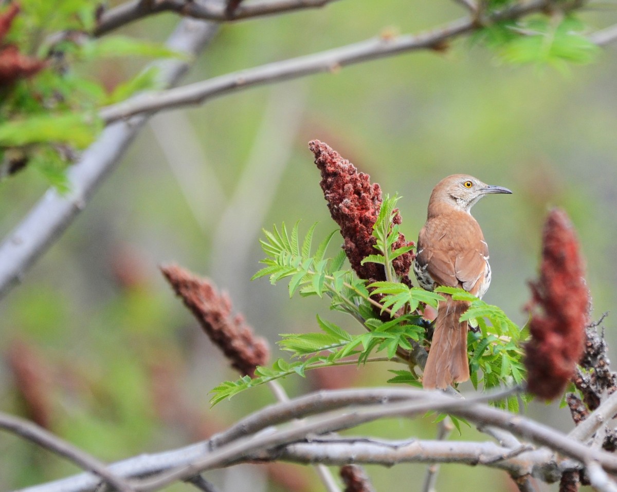 Brown Thrasher - ML58649321