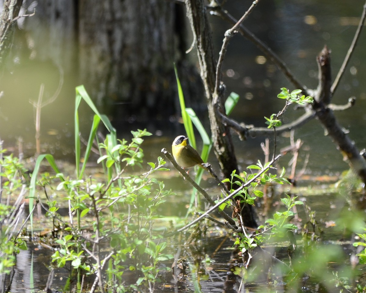 Common Yellowthroat - ML58649381