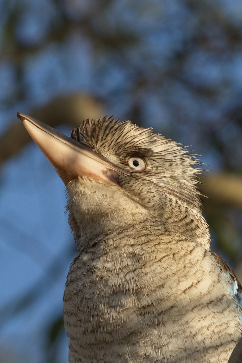 Martin-chasseur à ailes bleues - ML586493821