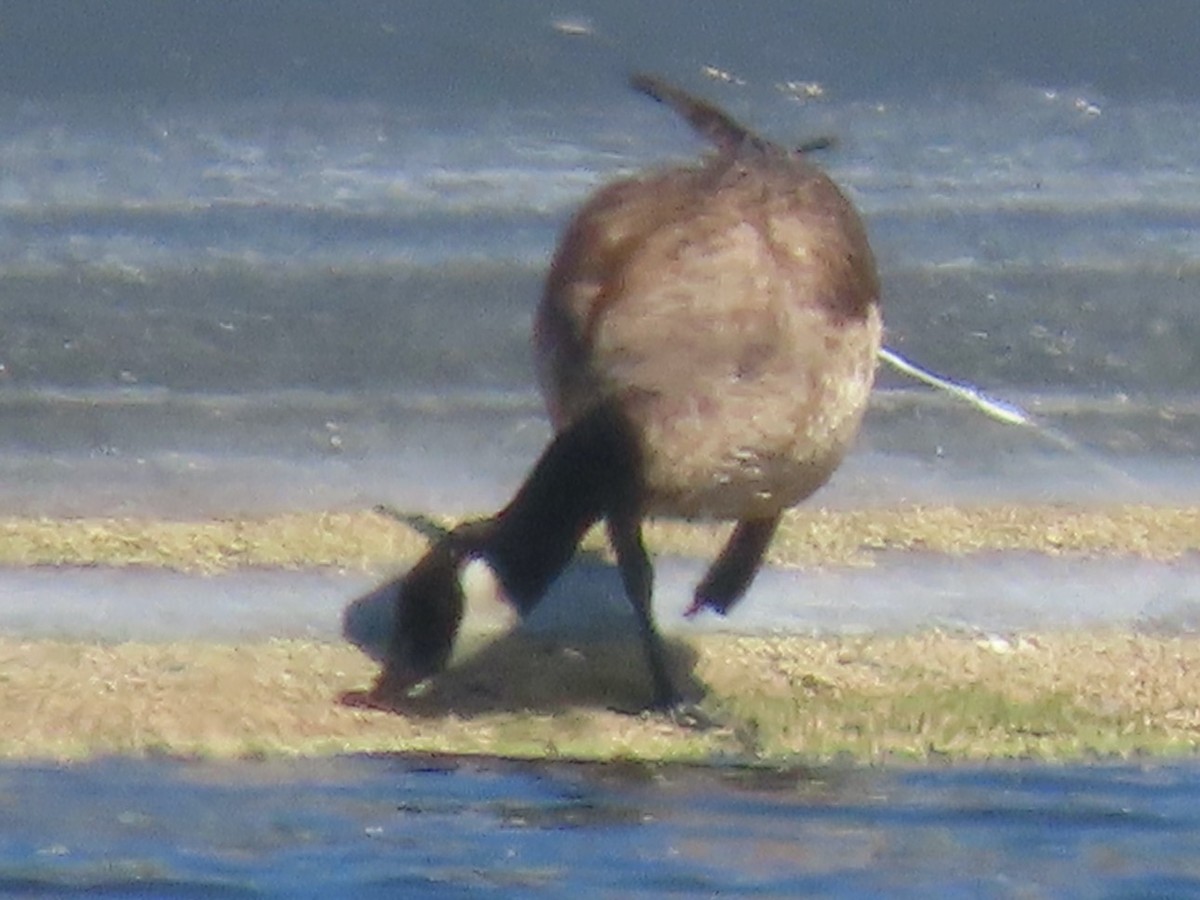 Cackling Goose - Joel Strafelda