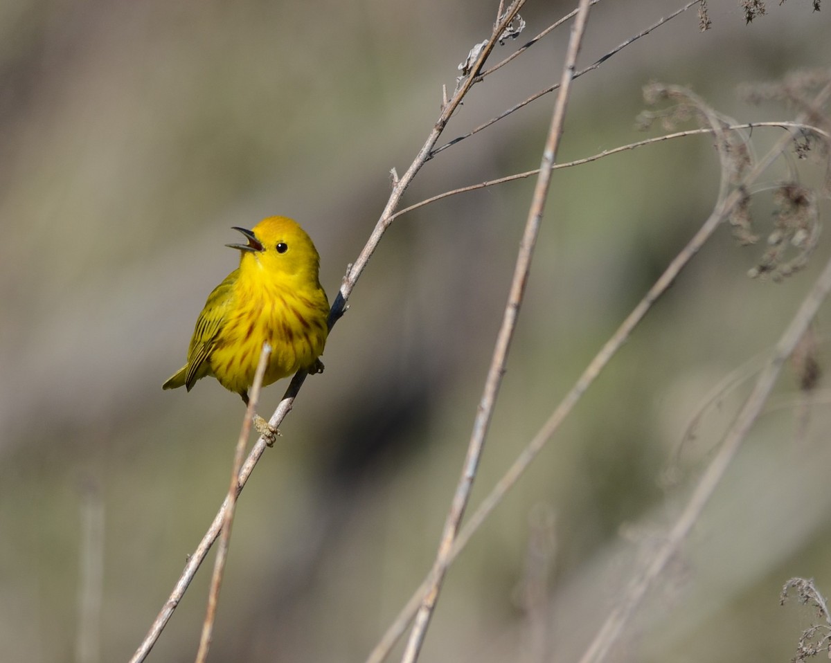 Yellow Warbler - Monique Maynard