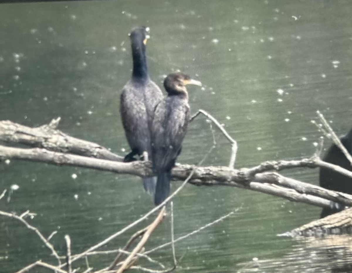 Neotropic Cormorant - ML586494641