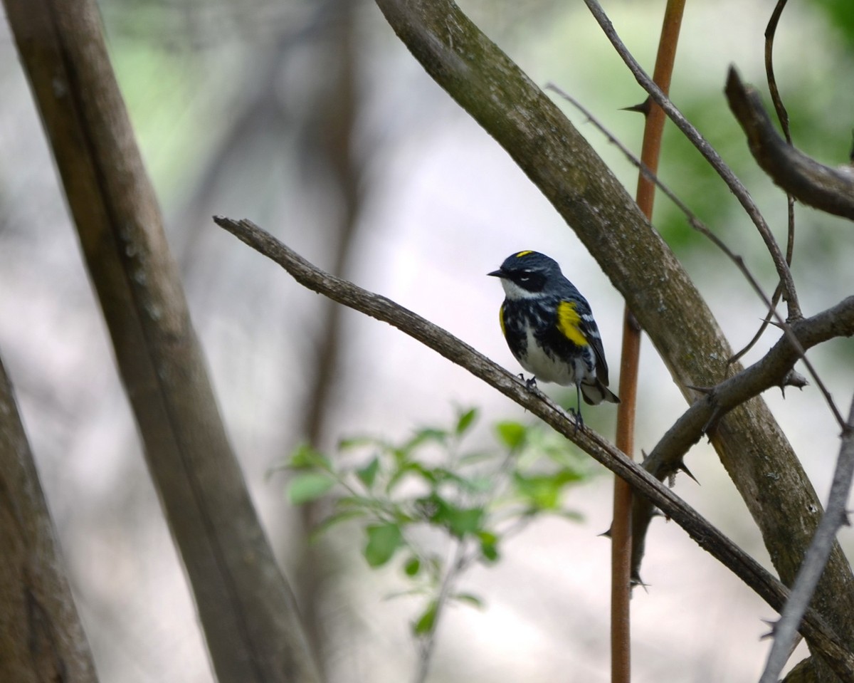 Yellow-rumped Warbler - ML58649511