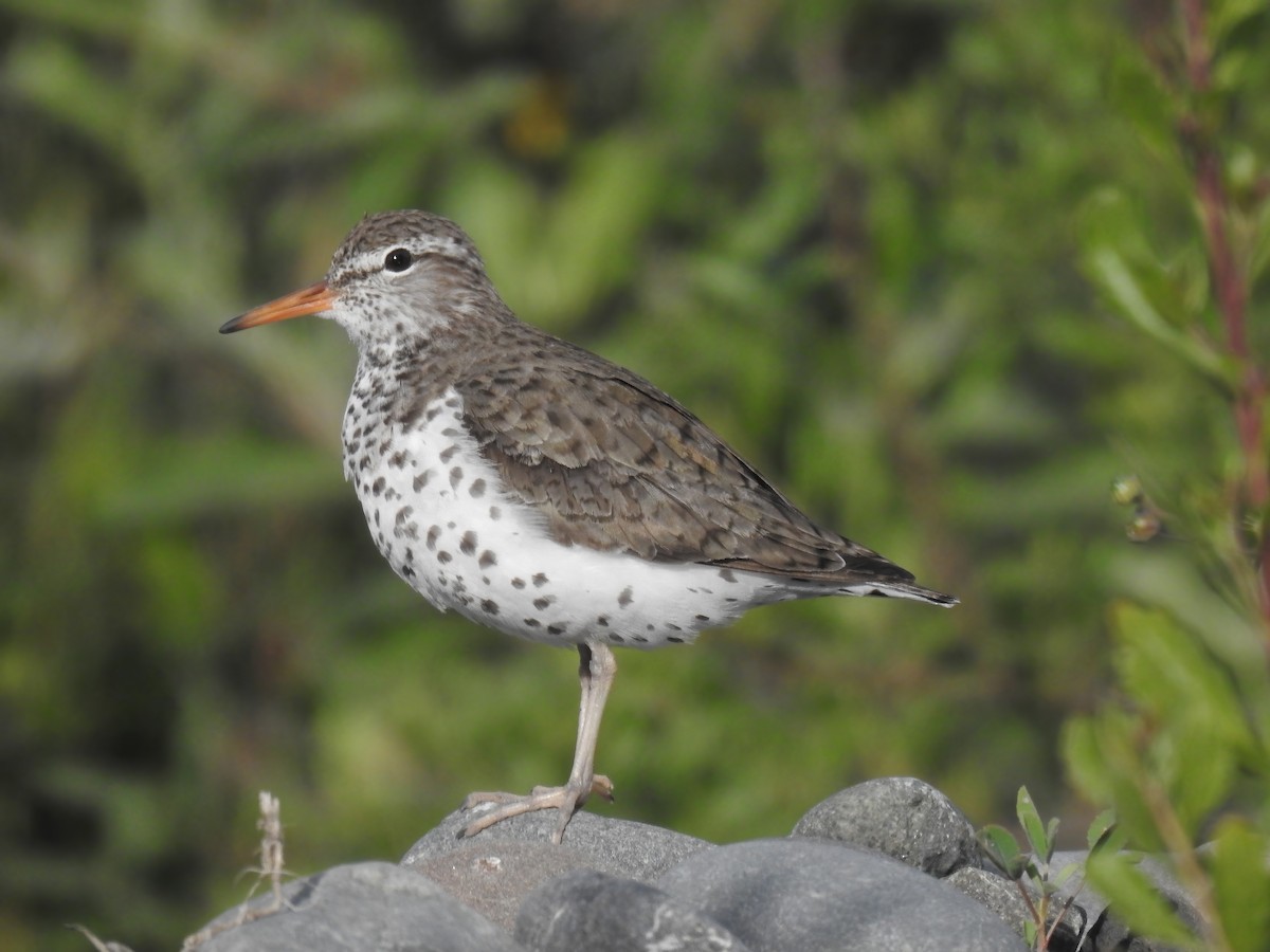 Spotted Sandpiper - Leah Alcyon