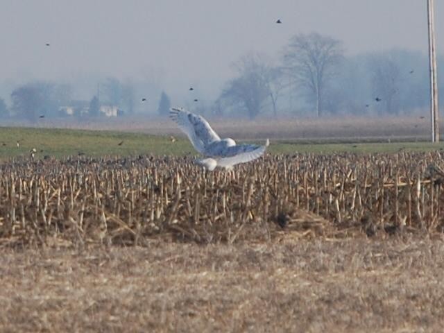 Snowy Owl - ML58649561