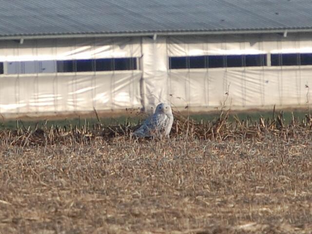 Snowy Owl - ML58649581