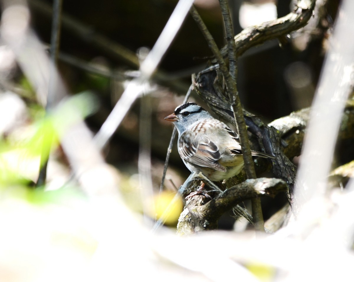 White-crowned Sparrow - ML58649591