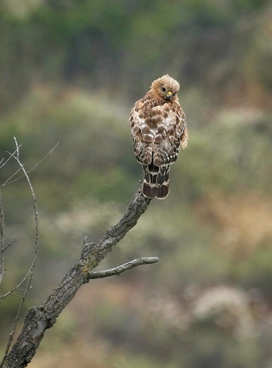 Red-shouldered Hawk - ML586496251