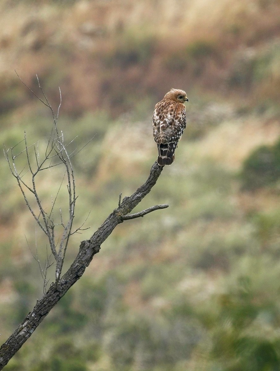 Red-shouldered Hawk - Christopher Adler