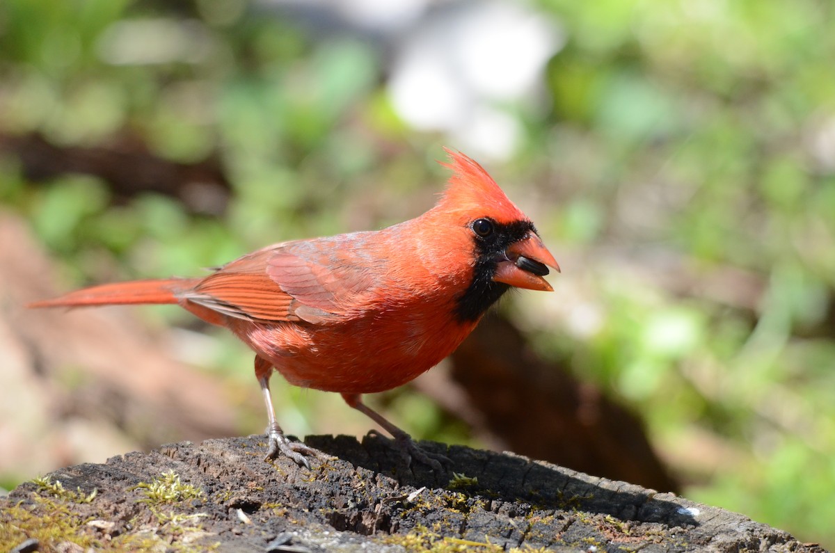 Cardinal rouge - ML58649661