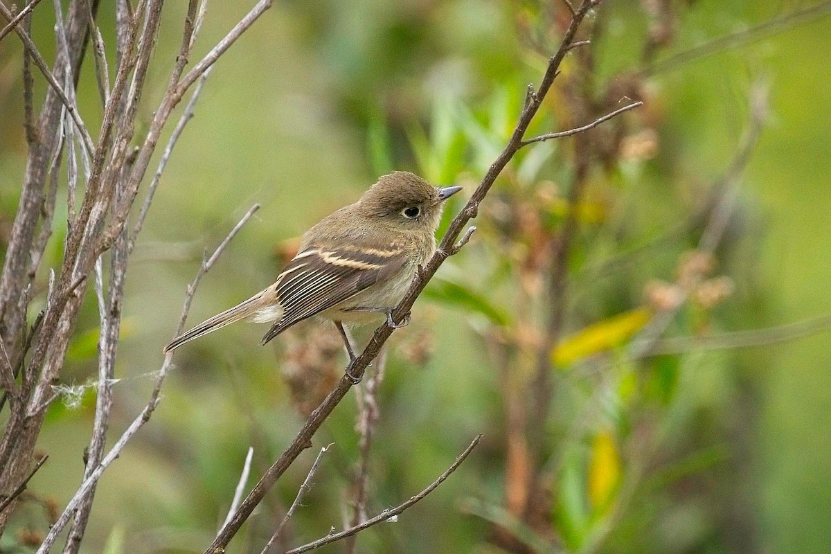 Western Flycatcher (Pacific-slope) - ML586496741