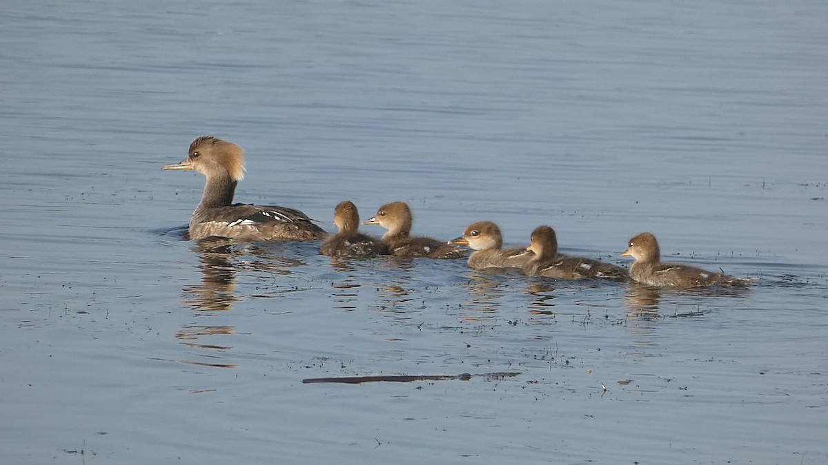 Hooded Merganser - Isaac Petrowitz