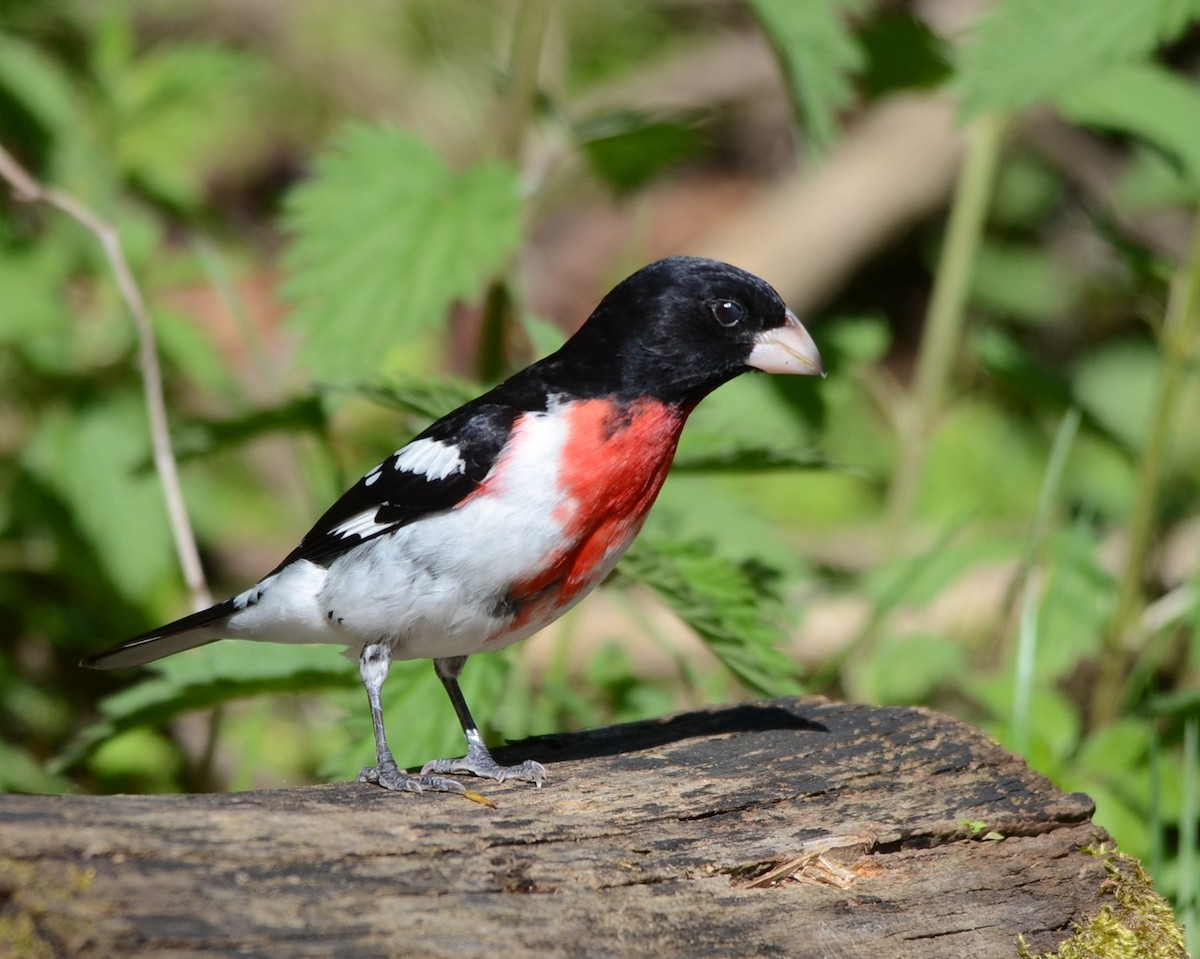 Rose-breasted Grosbeak - ML58649711