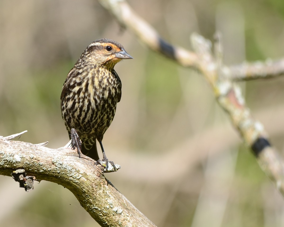 Red-winged Blackbird - Monique Maynard