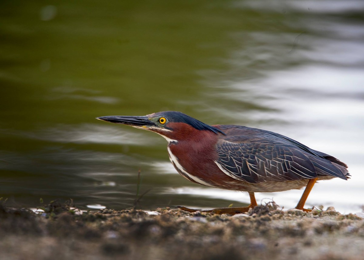 Green Heron - ML58649761