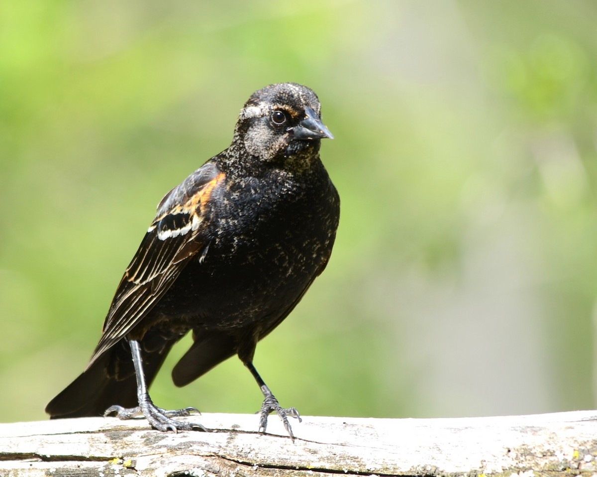 Red-winged Blackbird - ML58649781