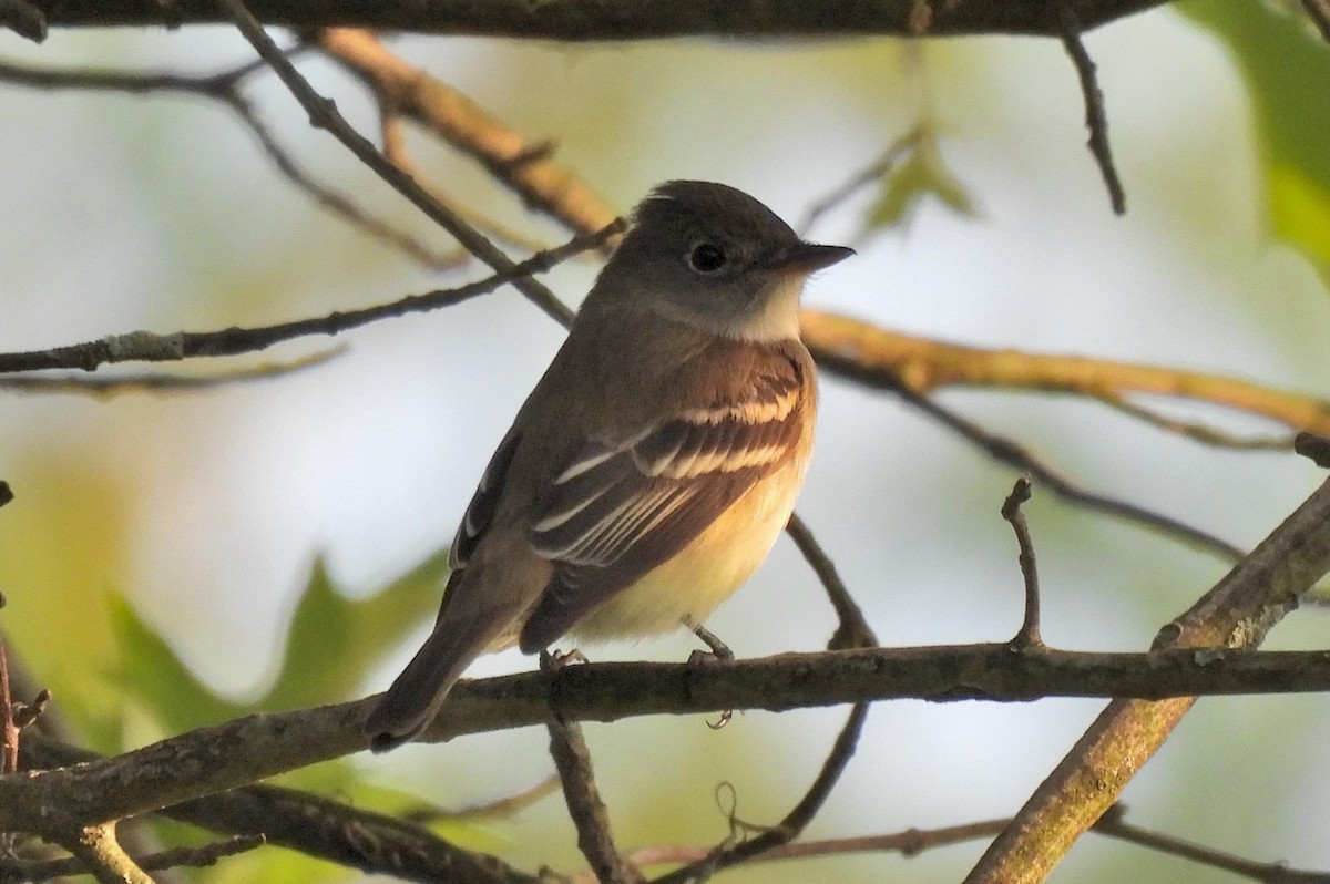 Least Flycatcher - Dorin U