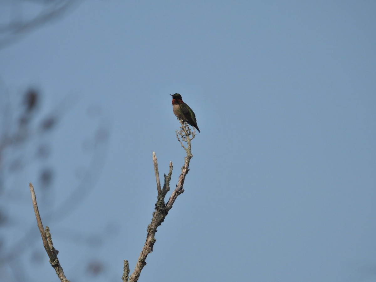 Ruby-throated Hummingbird - ML586498601