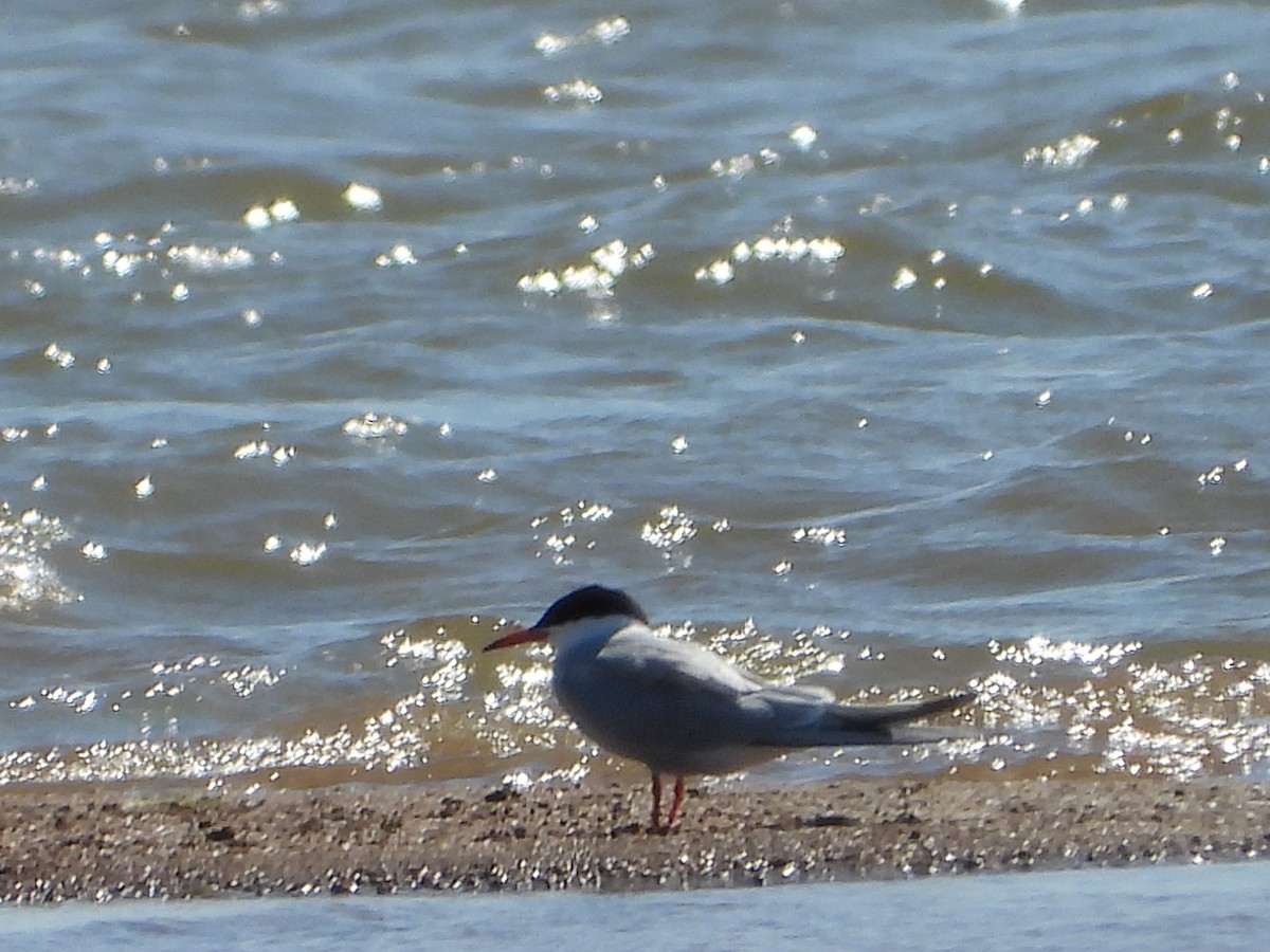 Common Tern - Mark Nolen