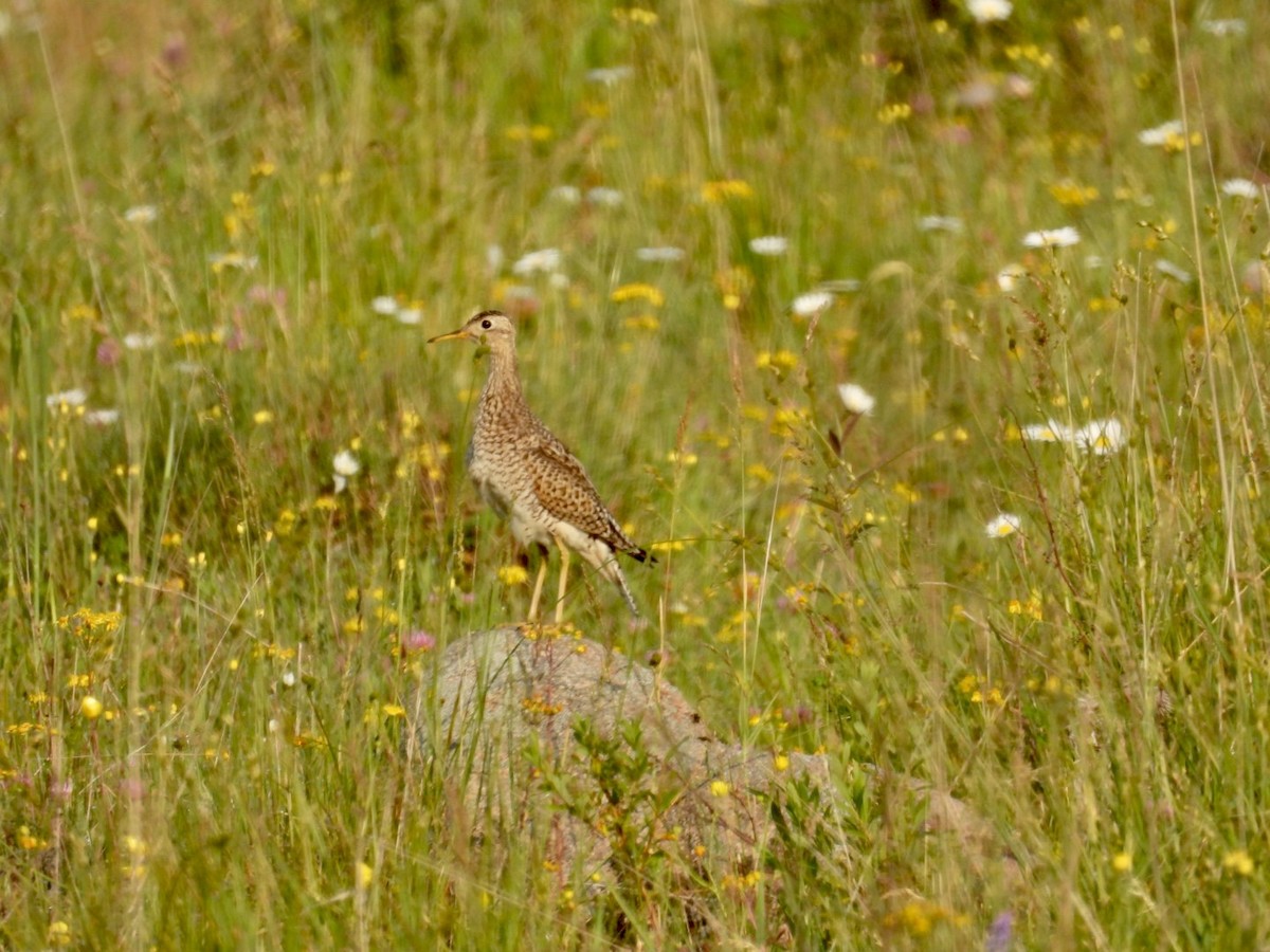 Upland Sandpiper - ML586499021