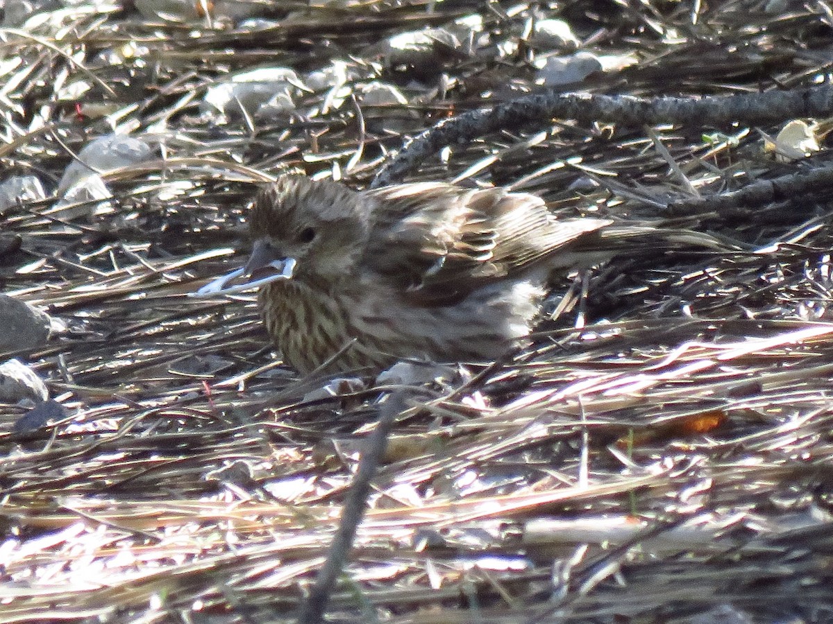 Cassin's Finch - ML586499071