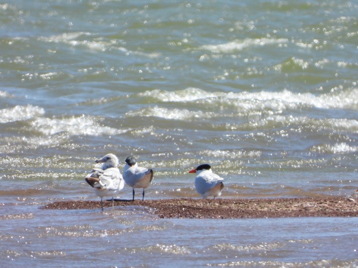 Caspian Tern - ML586499431