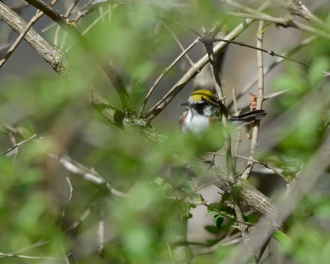 Chestnut-sided Warbler - ML58649971